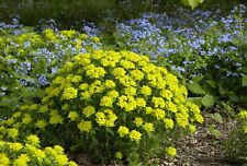 Euphorbia polychroma gold gebraucht kaufen  Bayreuth