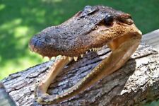 Cabeça de jacaré 5-6 polegadas cabeça de jacaré real autêntica cajun crocodilo afiado Flórida comprar usado  Enviando para Brazil