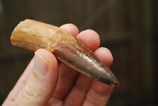 *WOW* HUGE 3 5/8" Spinosaurus Dinosaur Tooth Rare Kem Kem Beds Morocco Fossil for sale  Shipping to South Africa
