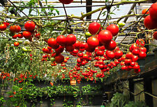 Semillas de Tomate Árbol tsifomandra VEGATABLE 30 kg Bush orgánico no-GMO Ucrania segunda mano  Embacar hacia Spain
