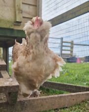 large fowl hatching eggs for sale  REDRUTH
