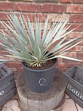 Yucca thompsoniana rostrata for sale  Shipping to Ireland