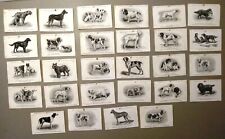 Cartoline antiche cani usato  Lecco