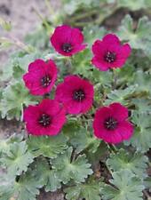 Hardy geranium cinereum for sale  UK