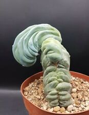 Myrtillocactus geometrizans ra usato  Foligno