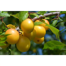 Online orchards dwarf for sale  Duluth