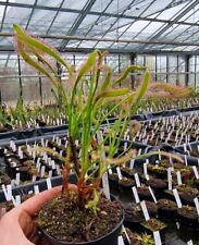 Drosera capensis hairy for sale  Shipping to Ireland