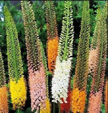 Foxtail lily colorful for sale  Gate City