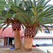 Canary island date for sale  Lincolnton