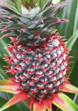 Florida special pineapple for sale  Fresno