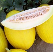 Tweety melon seeds for sale  Russell
