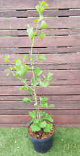 Ginkgo biloba blagon d'occasion  Perpignan-