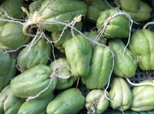 Sprouted chayote squash for sale  Baldwin Park