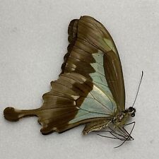 Butterfly papilio phorcus for sale  READING