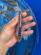 Live koi unpicked for sale  Roswell