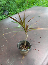 Dracaena marginata tropical for sale  Atlanta