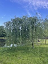 10ea weeping willow for sale  Benton