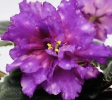 African violet novogodniye for sale  Summerville