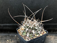 Lobivia longispina cactus usato  Massafra
