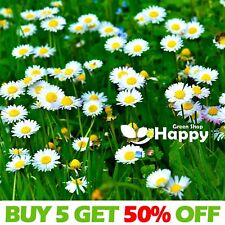 Meadow english daisy for sale  DONCASTER