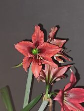 Hippeastrum 'Strawberry' - 1 bulb about 6 cm. +2 FLOWERS SIZE BULB offsets, used for sale  Shipping to South Africa