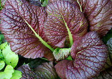 Mustard red giant for sale  SALISBURY