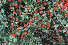 Creeping cotoneaster seeds for sale  Russell