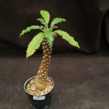 Used, A3: Dorstenia foetida :: succulents for sale  Shipping to South Africa