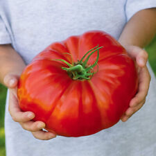 100 beefsteak tomato for sale  Berwyn