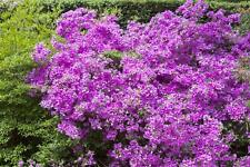 Rhododendron btusum purpurtrau gebraucht kaufen  Westerstede