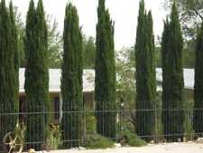 Cupressus sempervirens stricta for sale  Shipping to Ireland