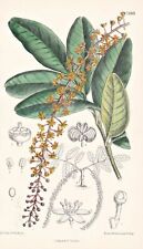 Philocarpus Jaborandi Brasil Pernambuco Fiore Botany Lithograph Curtis 7483, usado comprar usado  Enviando para Brazil