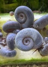 Blue ramshorn snails for sale  THORNTON-CLEVELEYS
