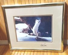 Ermine short tailed for sale  Clearwater