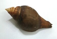 Shell TURBINELLA LAEVIGATA W/O W/P Brazil 183 mm # HUGE & HEAVY , used for sale  Shipping to South Africa