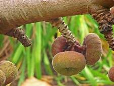 10 graines de Ficus auriculata, Figuier de Roxburgh for sale  Shipping to South Africa