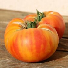 Graines tomate mystère d'occasion  Plaisance-du-Touch