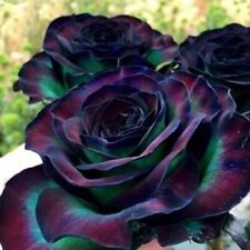 Purple green rose for sale  LONDON