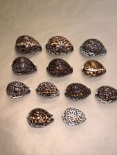 Cypraea tigris seashells for sale  Howell