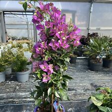 Bougainvillea purple 60cm for sale  HELSTON