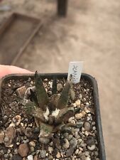 Ariocarpus scapharostrus 4cm usato  Santeramo In Colle