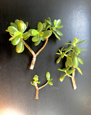 Succulent cuttings jade for sale  San Francisco