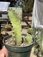 Euphorbia resinifera moroccan for sale  Temecula
