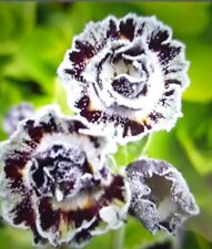 Primula auricula merlin for sale  SOUTHAM
