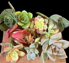 Succulent cutting mixed for sale  Mira Loma