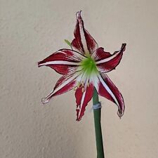 Hippeastrum Hybrid - 1 Bulb FLOWERS SIZE BULB The Fragrant Flower!!! for sale  Shipping to South Africa