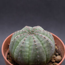 Euphorbia obesa pot5.5 usato  Cupra Marittima