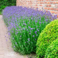 Lavandula lavender munstead for sale  IPSWICH