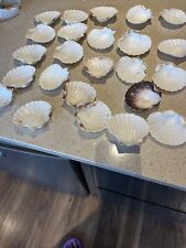 Natural shells seashells for sale  GAINSBOROUGH