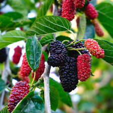 Mulberry mojo berry for sale  GLASGOW